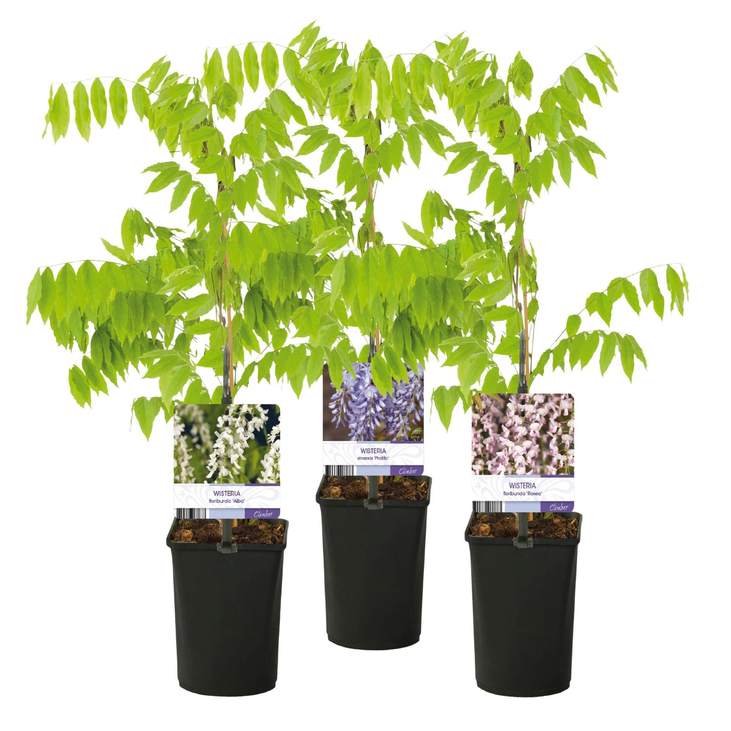 Pflanzfix24.de - Wisteria floribunda Tricolour - 3 Pflanzen - Topf 11cm - Pflanzfix24.de