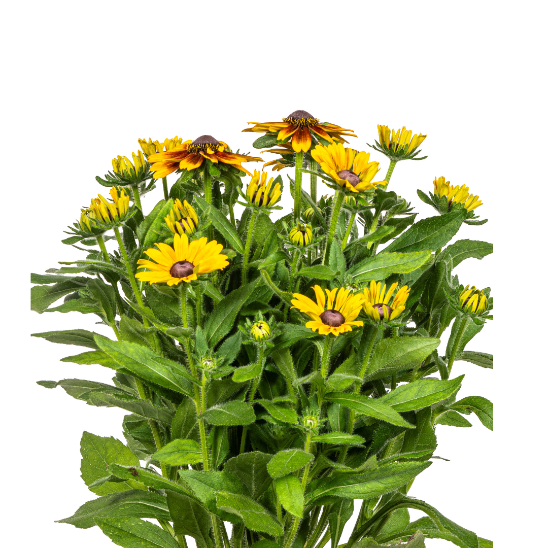 Rudbeckia Summerina Ø19cm – sonnige Blüte | Pflanzfix24.de - Pflanzfix24.de