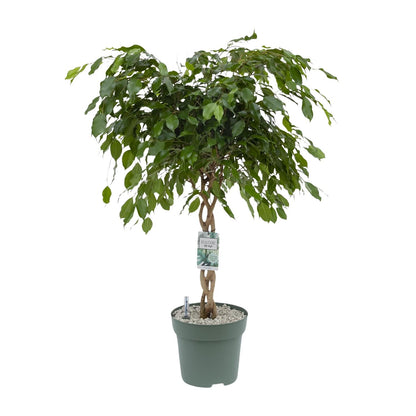 Ficus Adora / Exotica - Ø27cm - ↕120cm - Pflanzfix24