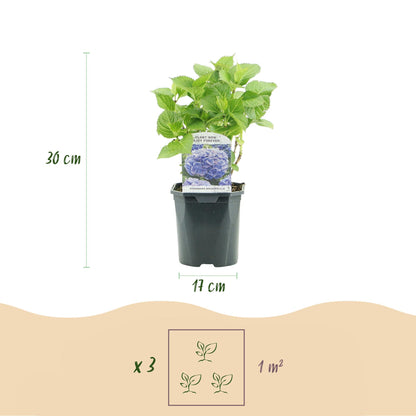 pflanzfix24 - Hortensie - Hydrangea macrophylla Blau - Blüte Blau - 1 Pflanze - Laubabwerfend - Topf 17cm