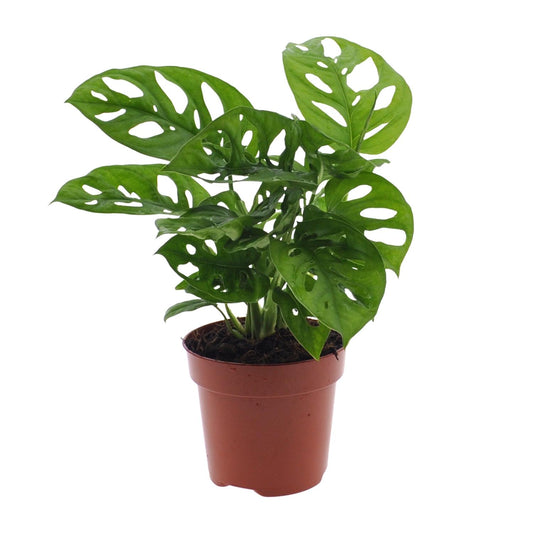 Monstera Monkey Leaf Lochpflanze Ø12 cm – 30 cm | Pflanzfix24.de - Pflanzfix24.de