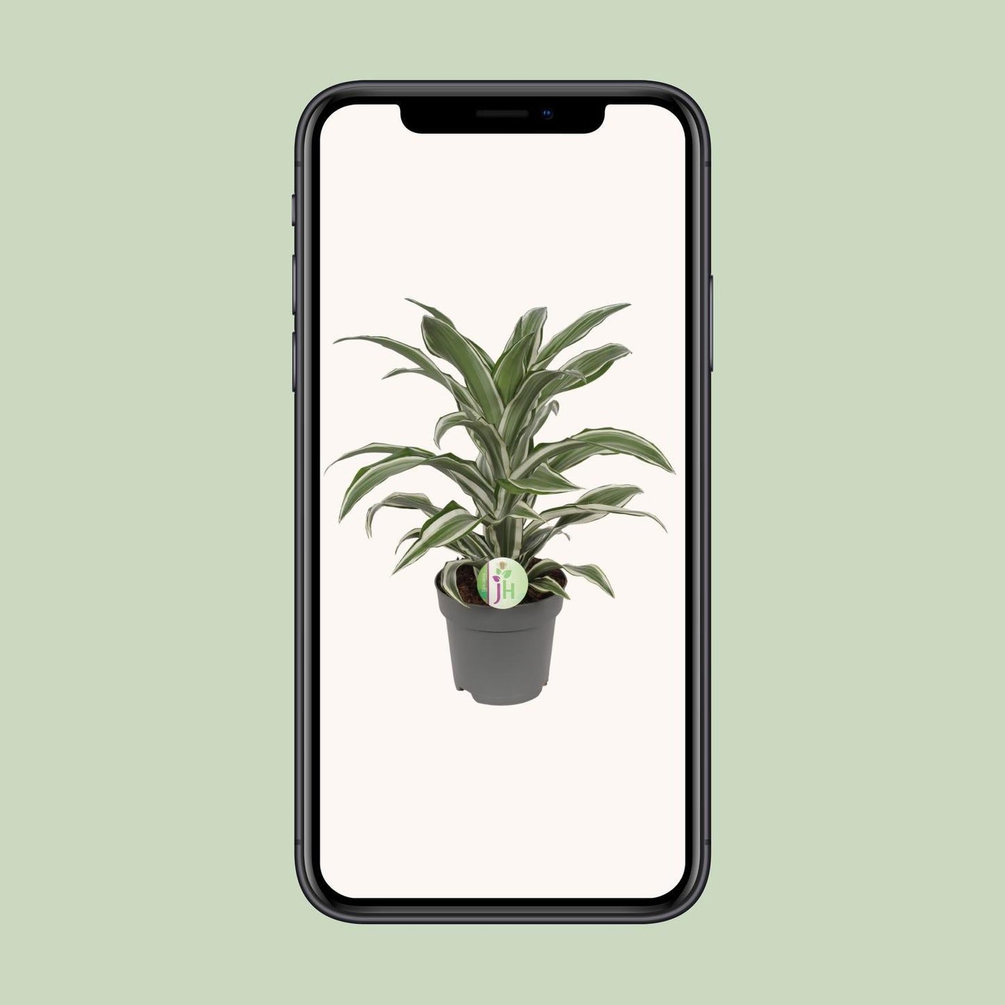 Dracaena Fragrans weiß - Ø17cm - ↕40cm - Pflanzfix24