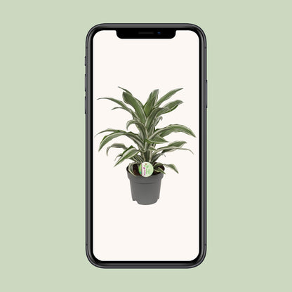Dracaena Fragrans weiß - Ø17cm - ↕40cm - Pflanzfix24