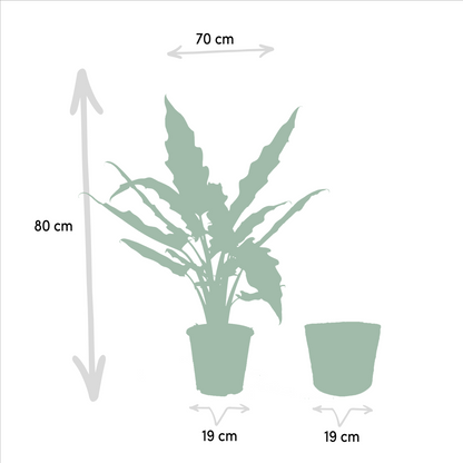 Alocasia Cucullata & Lauterbachiana Set + Korb - Pflanzfix24.de - Pflanzfix24.de