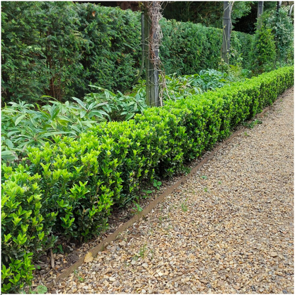 6 x Euonymus 'Green Spire' - 6 x Ø 7 cm - ↨ 15 cm - Pflanzfix24.de - Pflanzfix24.de