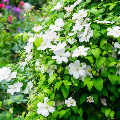 Pflanzfix24.de - Clematis Madame Le Coultre - blühend weiß - 2 Pflanzen - Pflanzfix24.de