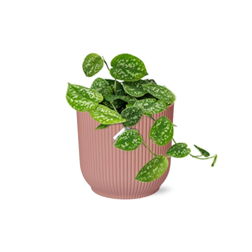Scindapsus Pictus ‘Argyraeus’ 14cm – Luftreinigende Zimmerpflanze | Pflanzfix24