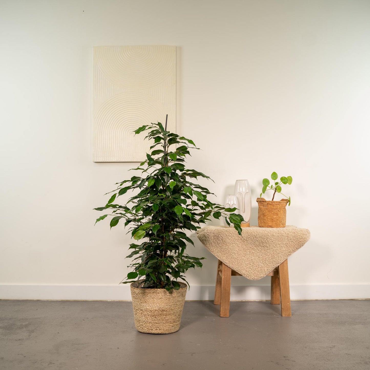 Ficus Benjamina Danielle - Ø21cm - ↕95cm + Korb Selin - Pflanzfix24