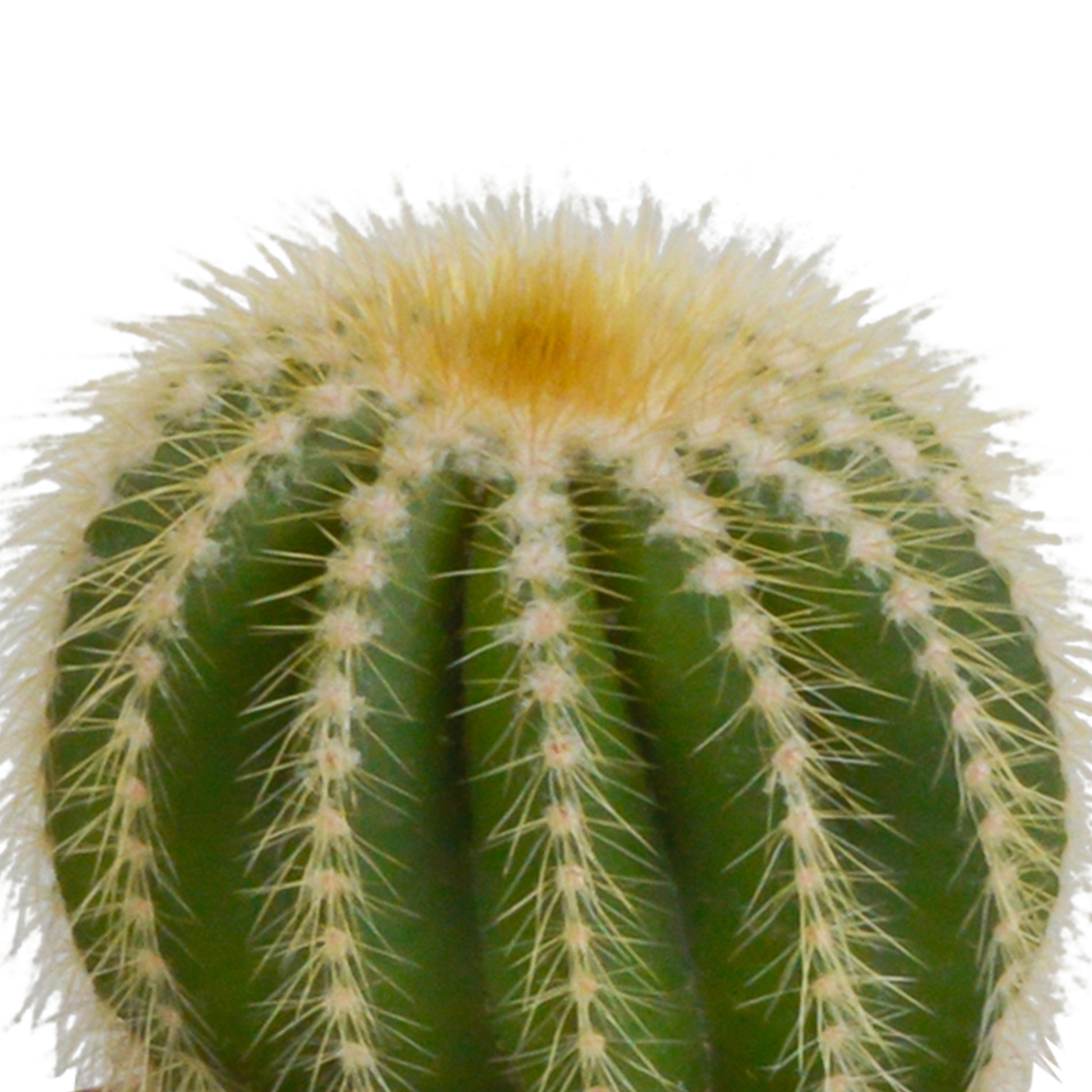 Kakteenmischung 8,5 cm - 3x - in witte pot von Pflanzfix24.de - Pflanzfix24.de