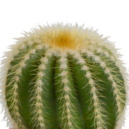 Kakteenmischung 8,5 cm - 3x - in witte pot von Pflanzfix24.de - Pflanzfix24.de