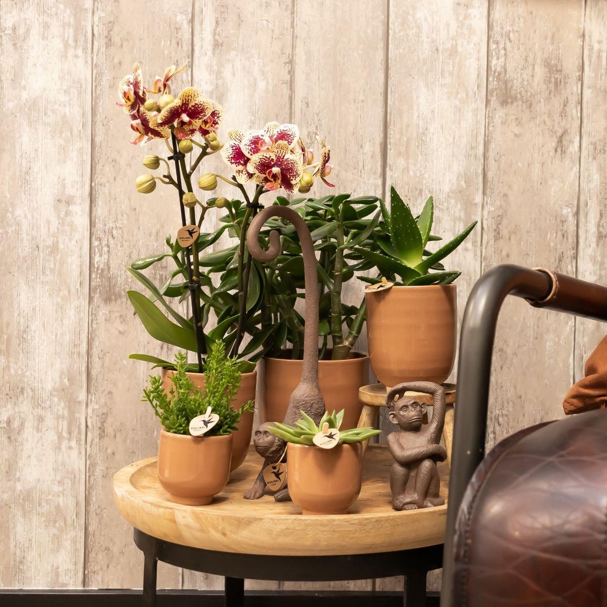 2er Set Phalaenopsis Spanien Rot-Gelb Ø9cm – Pflanzfix24.de - Pflanzfix24.de