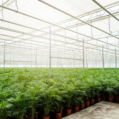 Areca-Palme mit Topf - ↨110cm - Ø21cm bei Pflanzfix24