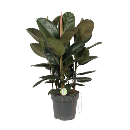 Ficus Robusta - Ø27cm - ↕90cm - Pflanzfix24.de - Pflanzfix24.de