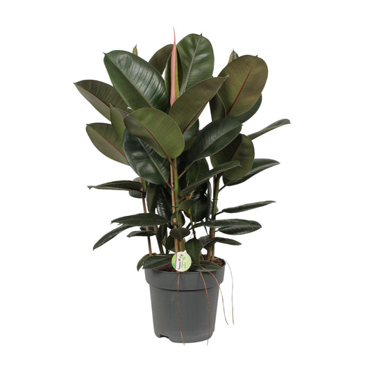 Ficus Robusta - Ø27cm - ↕90cm - Pflanzfix24.de - Pflanzfix24.de