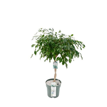 Ficus Adora / Exotica - Ø27cm - ↕120cm - Pflanzfix24