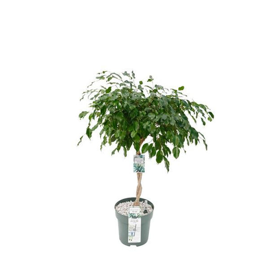 Ficus Adora / Exotica - Ø27cm - ↕120cm - Pflanzfix24