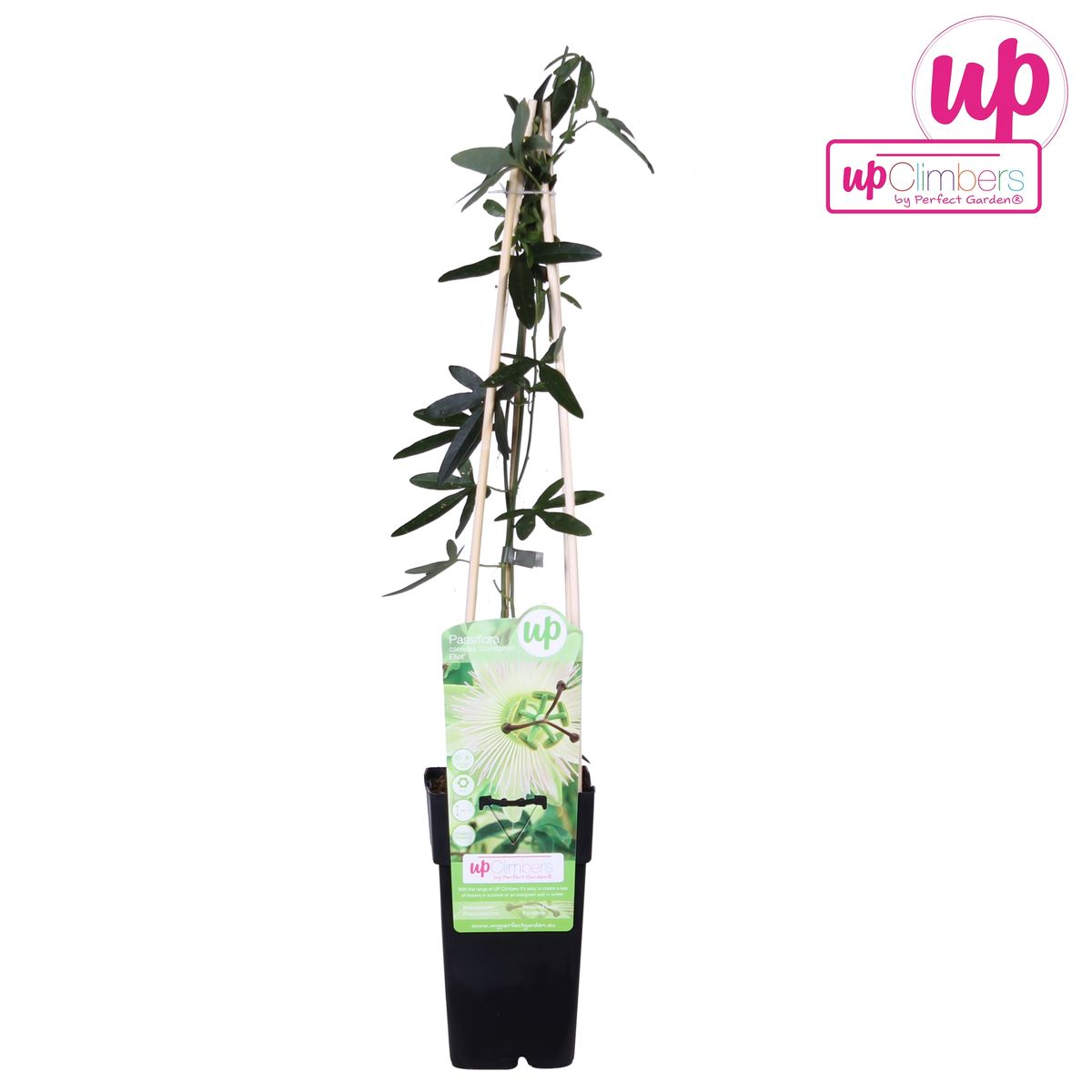 Passiflora Constance Elliot Weiß Ø15cm – Kletterpflanze | Pflanzfix24.de - Pflanzfix24.de