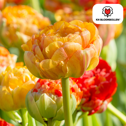 Tulpenbollen Gudoshnik Double – 20 Stuks | KH Bloembollen® - Pflanzfix24