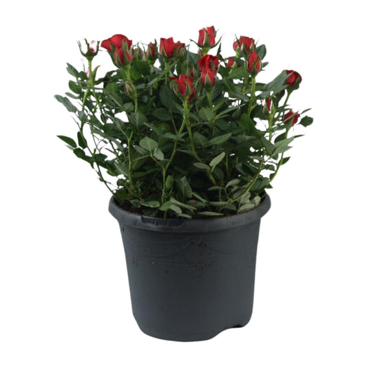 Rosa Jewel Patio Hot - Ø17cm - ↕30cm bei Pflanzfix24