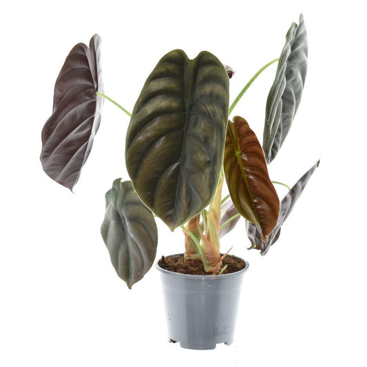 Alocasia Red Secret - Ø14cm - ↕35cm bei Pflanzfix24