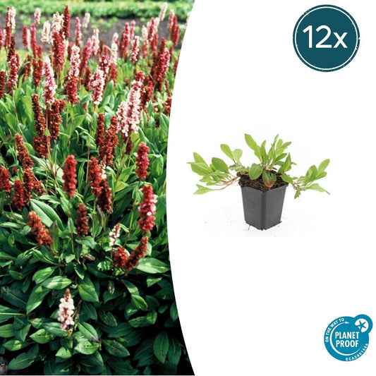 12x Persicaria aff. 'Darjeeling Red' – auffällige Staude | Pflanzfix24.de - Pflanzfix24.de
