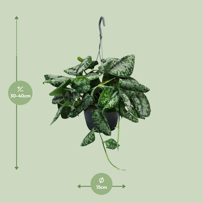 Scindapsus Pictus Trebie - Ø15cm - ↕35cm - Pflanzfix24