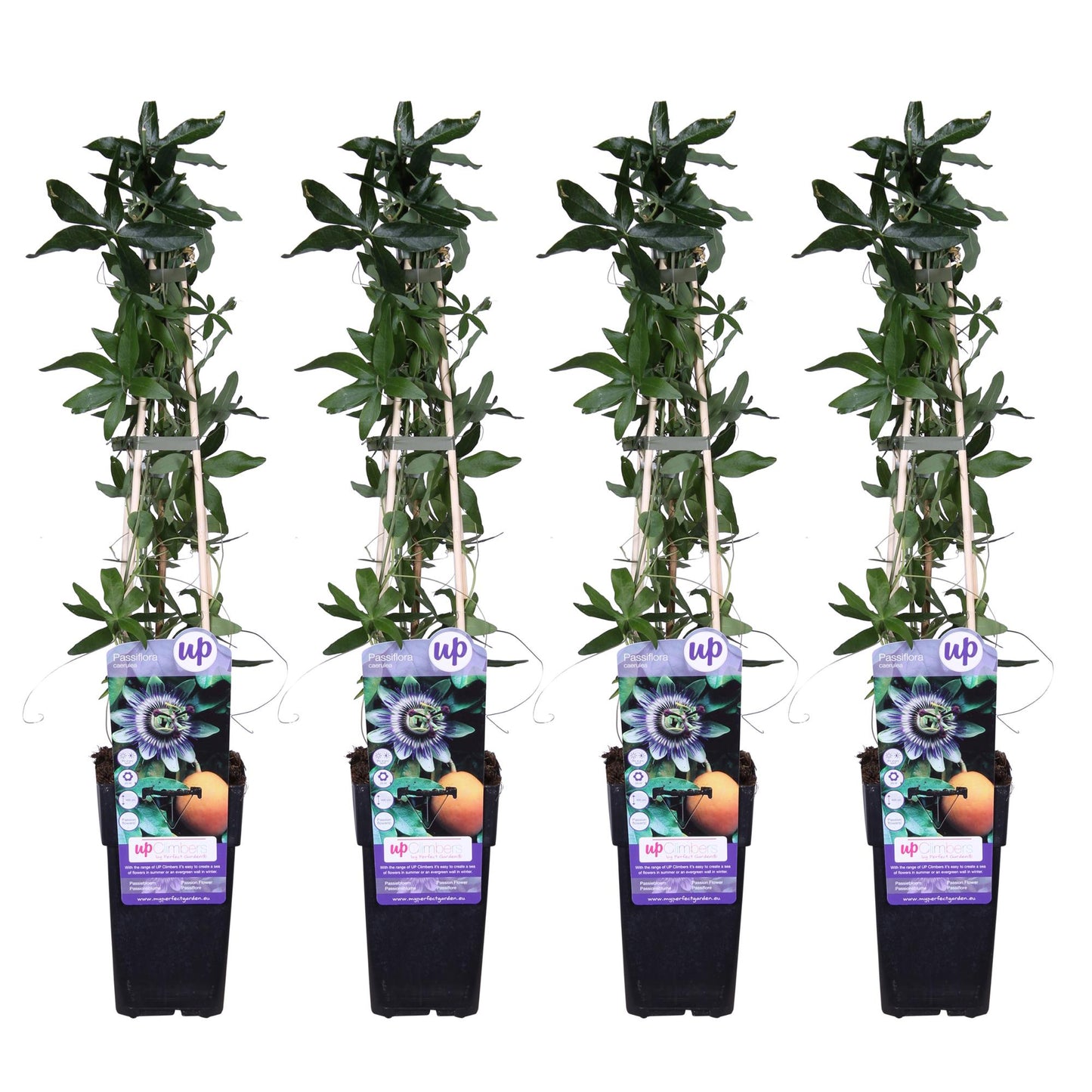 Passiflora caerulea - 4er Set - Pflanzfix24.de - Pflanzfix24.de
