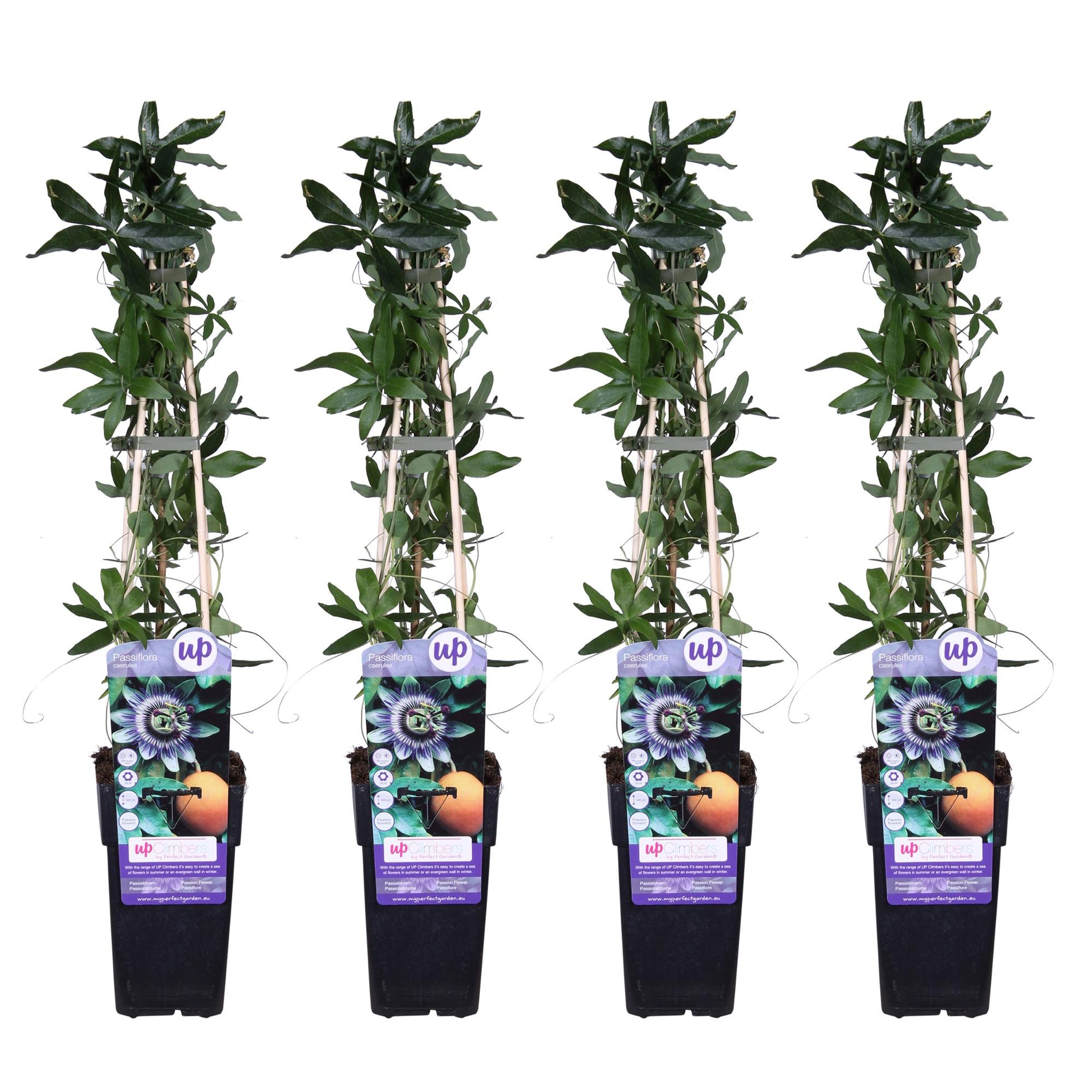 Passiflora caerulea - 4er Set - Pflanzfix24.de - Pflanzfix24.de