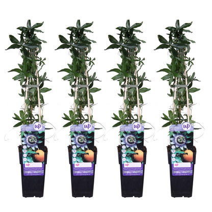 Passiflora caerulea - 4er Set - Pflanzfix24.de - Pflanzfix24.de