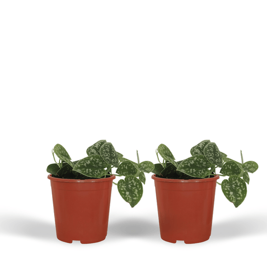 2x Scindapsus Pictus - Epipremnum - 15cm - ø12 - Pflanzfix24.de - Pflanzfix24.de