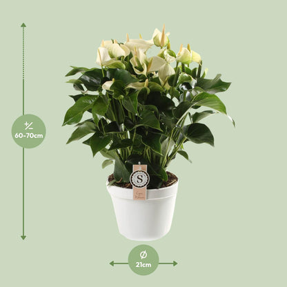 Anthurium White Champion 21cm - Pflanzfix24