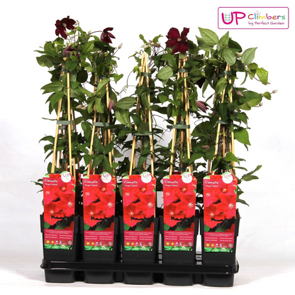 Clematis Hagley Hybrid - Clematis Rood - Ø15cm - ↕65cm - Pflanzfix24.de - Pflanzfix24.de