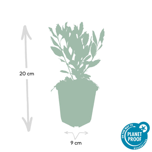 24x Aster ageratoides 'Ashvi' - ↕10-25cm - Ø9cm - Pflanzfix24