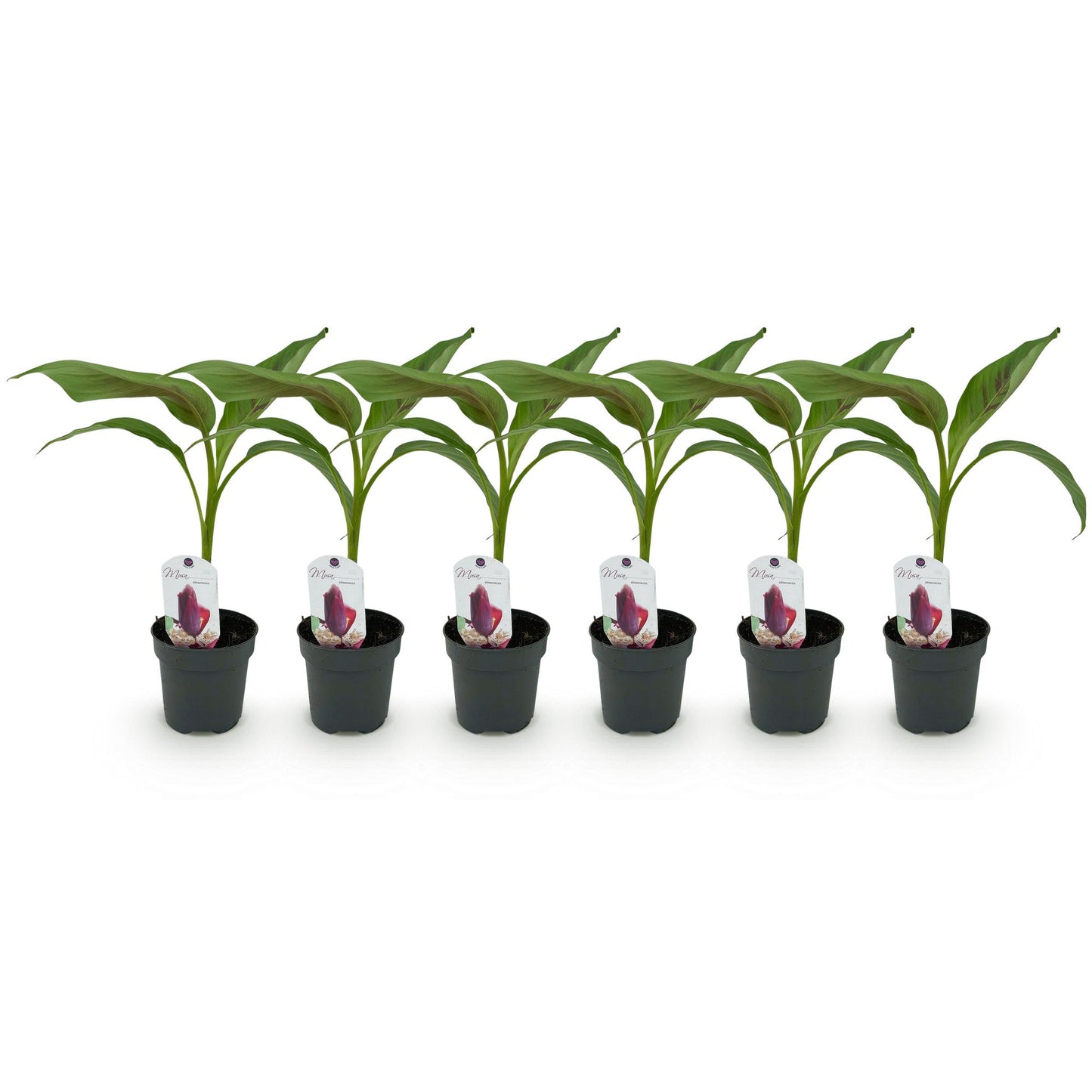 Pflanzfix24 - Bananenpflanze Musa sikkemensis Red Tiger - 6 Pflanzen - Topf 12cm