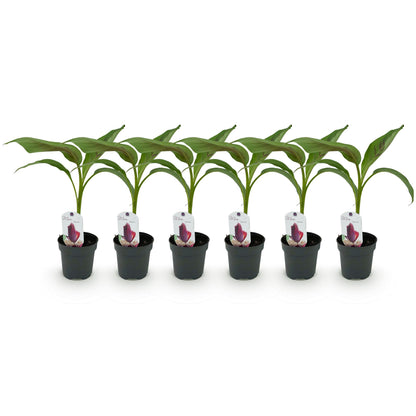 Pflanzfix24 - Bananenpflanze Musa sikkemensis Red Tiger - 6 Pflanzen - Topf 12cm