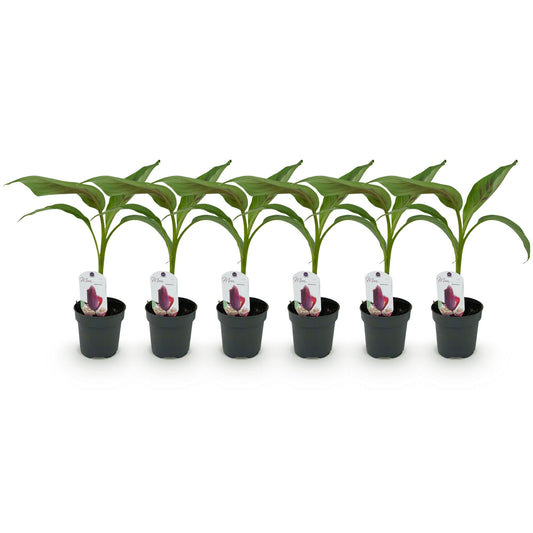 Pflanzfix24 - Bananenpflanze Musa sikkemensis Red Tiger - 6 Pflanzen - Topf 12cm