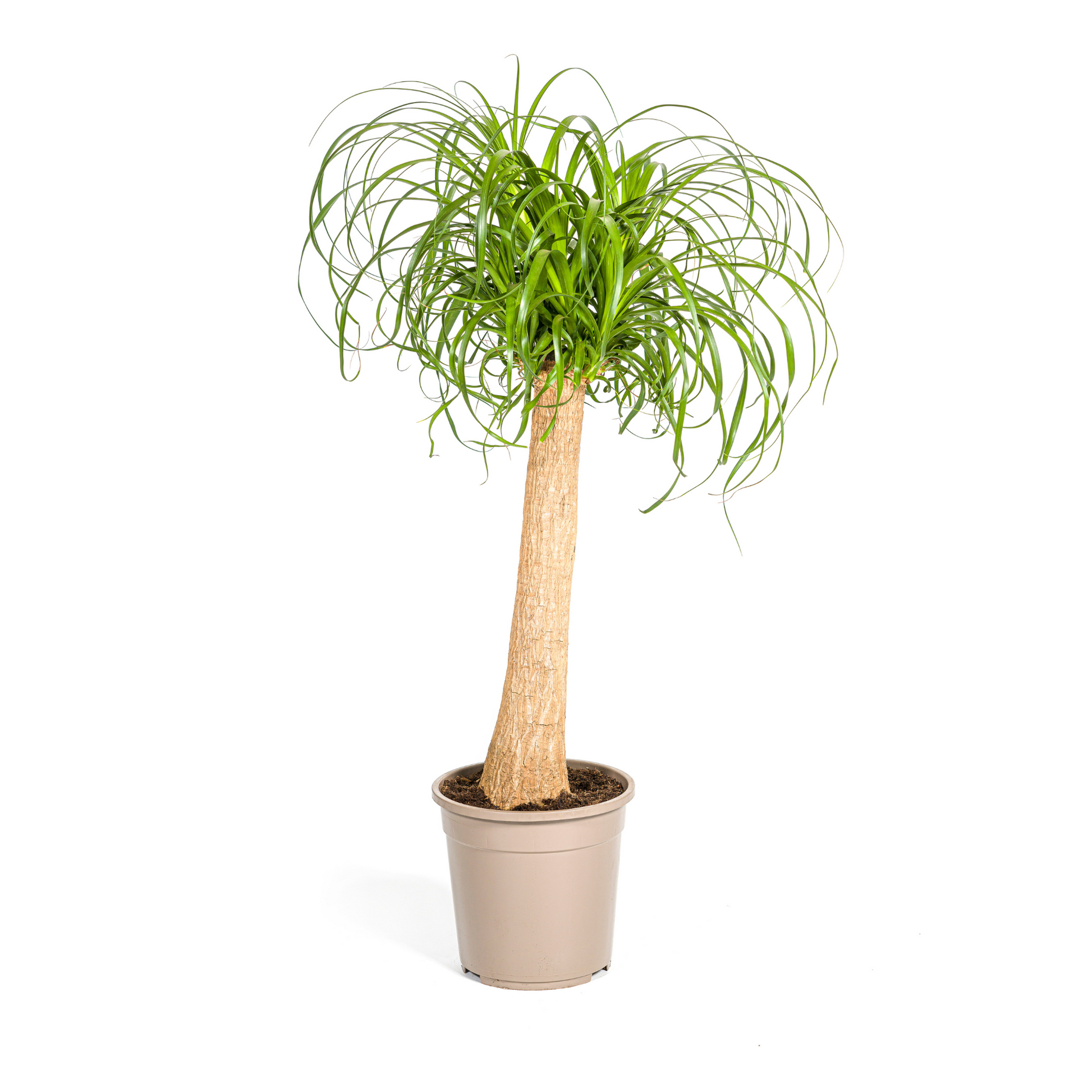 Beaucarnea Recurvata Elefantenfuß - Topf Ø24cm - Pflanzfix24.de - Pflanzfix24.de