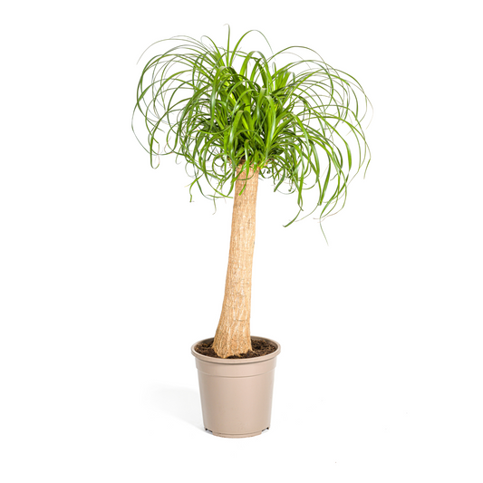 Beaucarnea Recurvata Elefantenfuß - Topf Ø24cm - Pflanzfix24.de - Pflanzfix24.de