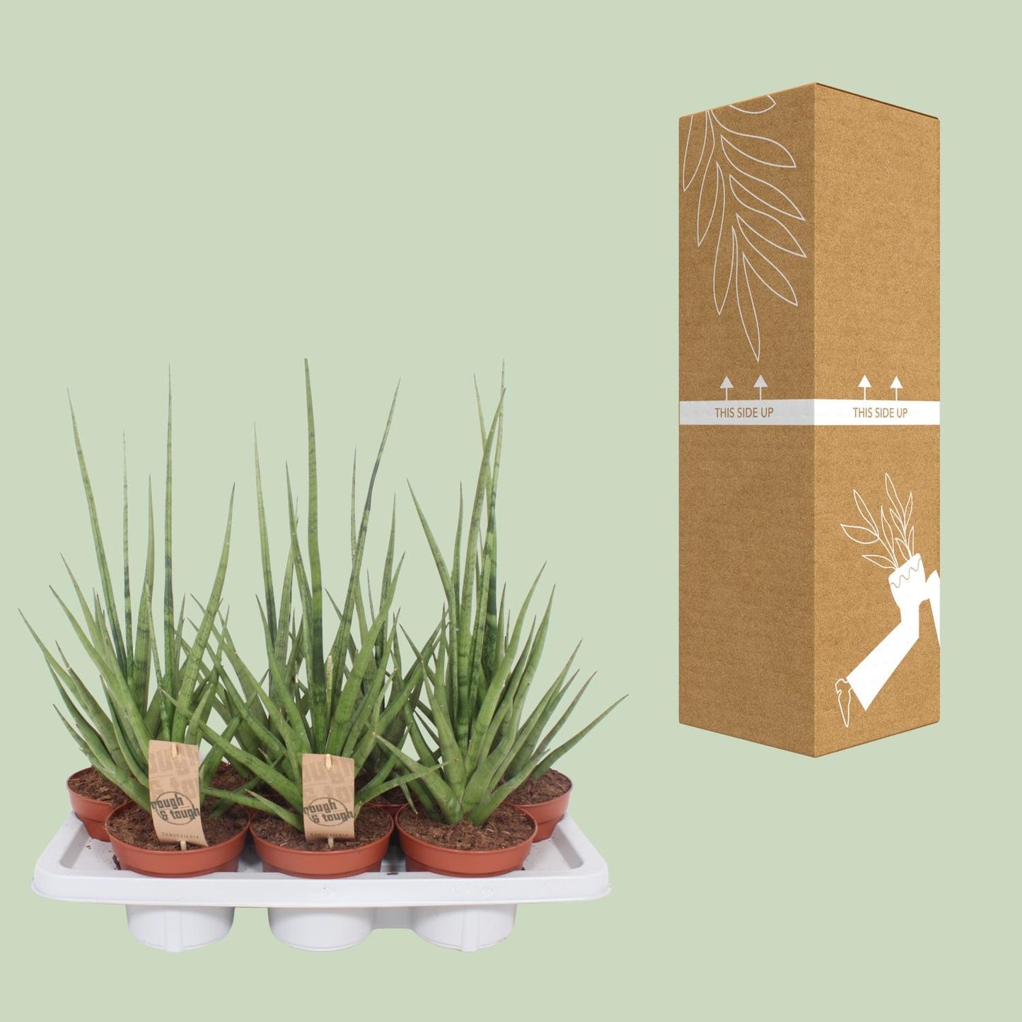 Sansevieria Gracilis Grey - Ø14cm - ↕55cm bei Pflanzfix24