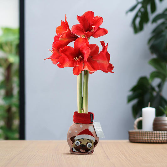 No Water Flowers® (wax amaryllis) | Fashionz Xmas Fun Silly - Dog + Red flower - Pflanzfix24