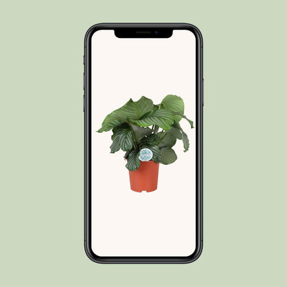 Calathea Orbifolia - Ø21cm - Pflanzfix24