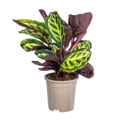 Calathea Roseopicta Ø17cm - ↕40 - 50cm - Pflanzfix24.de - Pflanzfix24.de