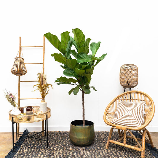 Ficus Lyrata-Stamm - 170 cm - ⌀30 - Pflanzfix24