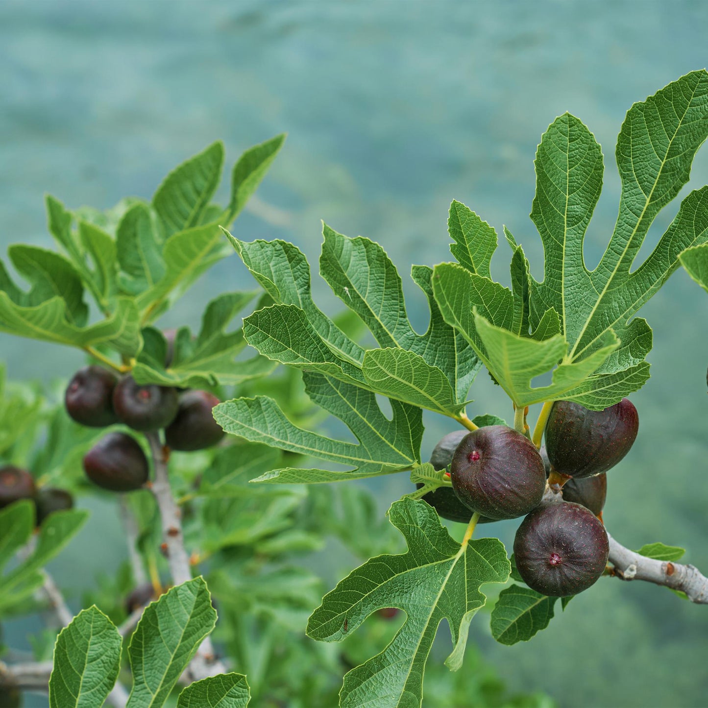 Ficus Carica Brown Turkey Feigenbaum - 90 cm - Pflanzfix24