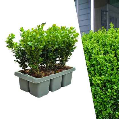Buxus NewGen Freedom – 6er-Set kompakte Buchsbäume Ø7 cm, H15 cm – Pflanzfix24.de - Pflanzfix24.de