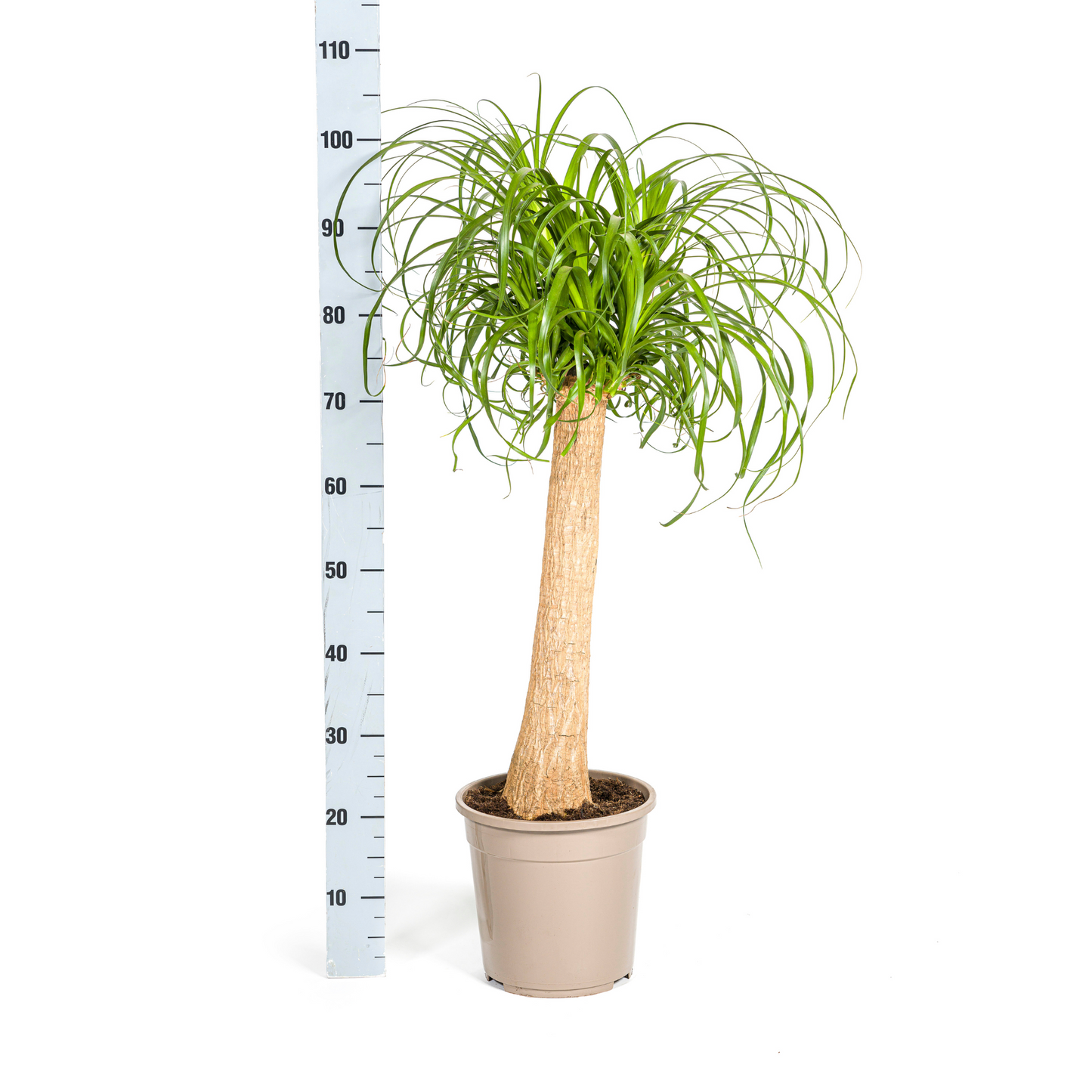 Beaucarnea Recurvata Elefantenfuß - Topf Ø24cm - Pflanzfix24.de - Pflanzfix24.de