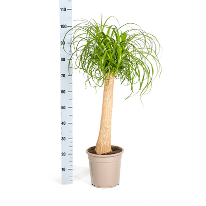 Beaucarnea Recurvata Elefantenfuß - Topf Ø24cm - Pflanzfix24.de - Pflanzfix24.de