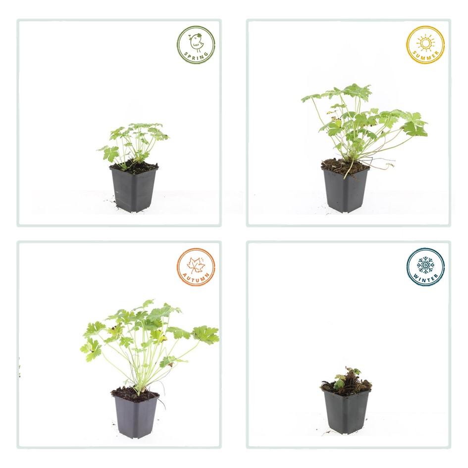 20x Premium Geranium macr. 'Czakor' (↕10-25cm - Ø9cm) von Pflanzfix24.de - Pflanzfix24.de
