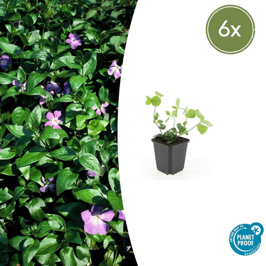 6x Vinca major - ↕10-25cm - Ø9cm bei Pflanzfix24.de - Pflanzfix24.de