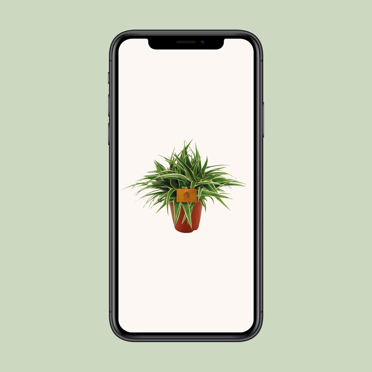 Chlorophytum Ocean - Ø15cm - ↕25cm bei Pflanzfix24.de - Pflanzfix24.de